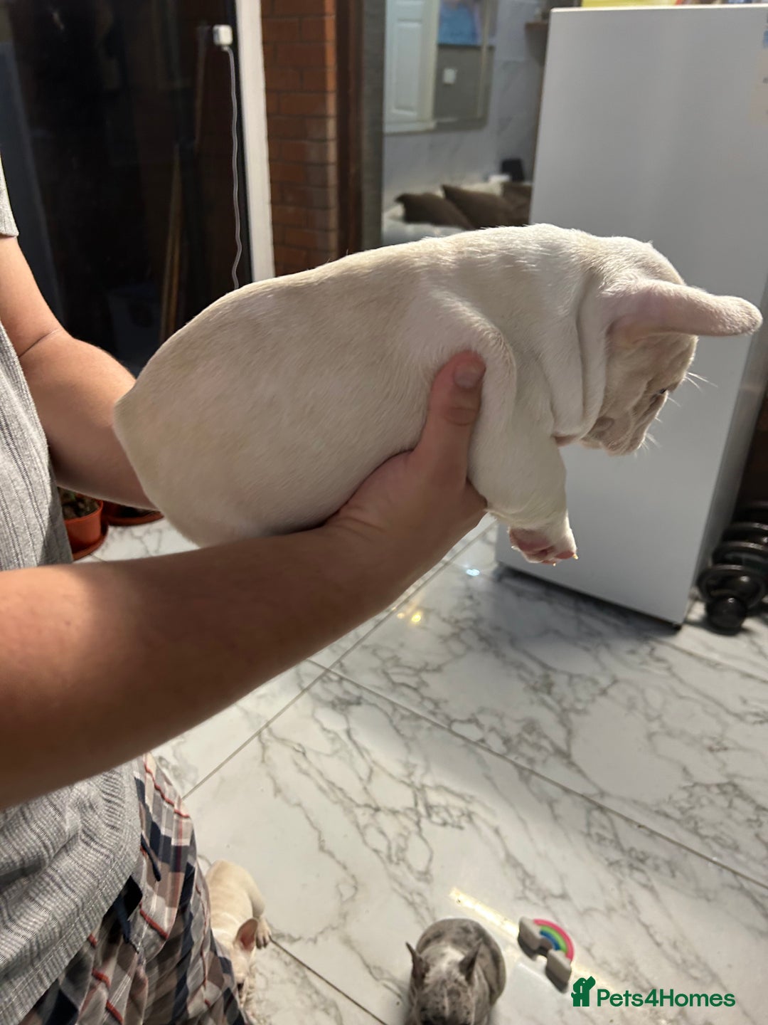 French Bulldog dogs for sale: 3 Extremely beautiful French bull terriers kc reg  - Advert 22