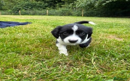 Mixed Breed dogs for sale: Sprollie Puppies - Image 4