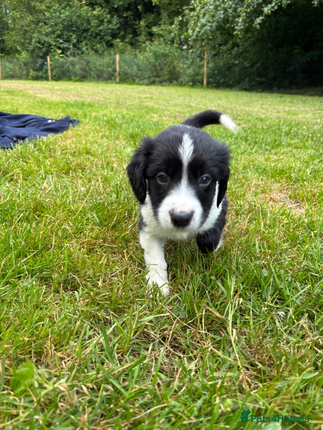 Mixed Breed dogs for sale: Sprollie Puppies - Image 4