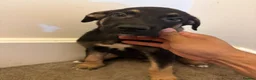 Mixed Breed dogs for sale: Puppies German Shepherd x Saluko x Dutch Harder - Advert 17