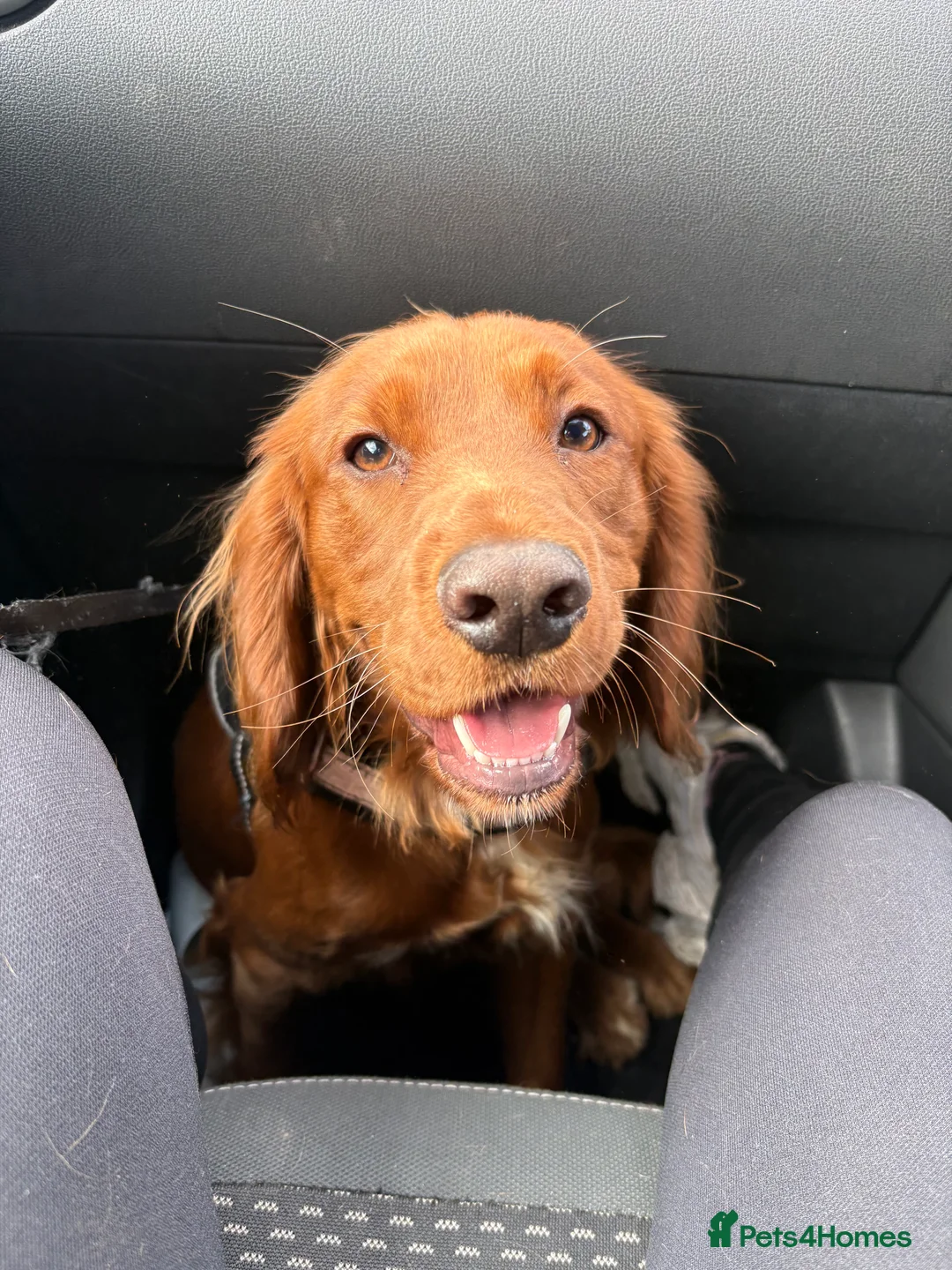 Cocker Spaniel dogs for sale: Male Cocker Spaniel - Advert 6