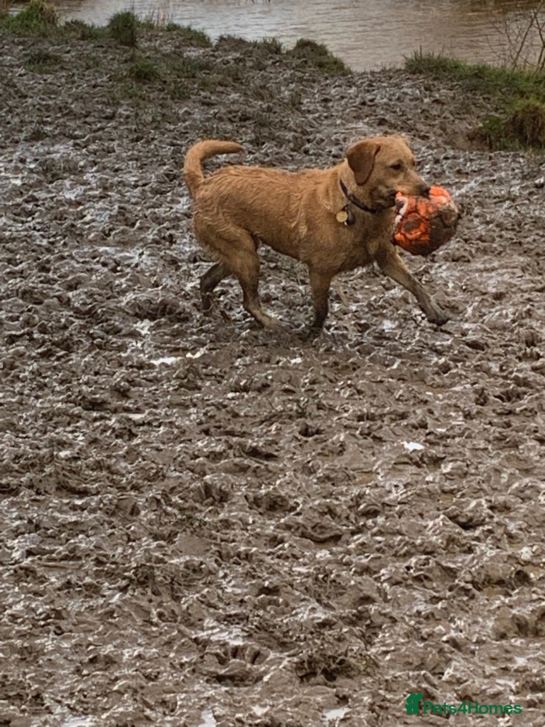 Labrador Retriever dogs for sale: Pedigree female Red Fox Labrador Retriever for  - Advert 12