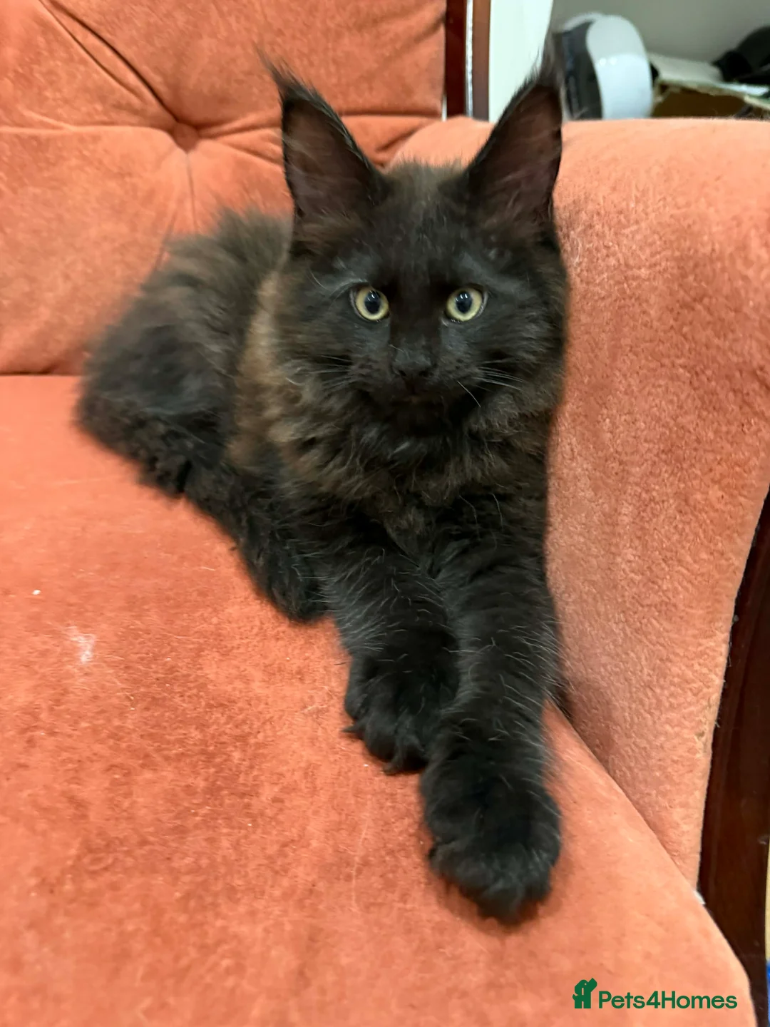 Maine Coon cats for sale: Registered Maine coon - Advert 1