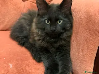 Maine Coon cats Registered Maine coon - Advert 3