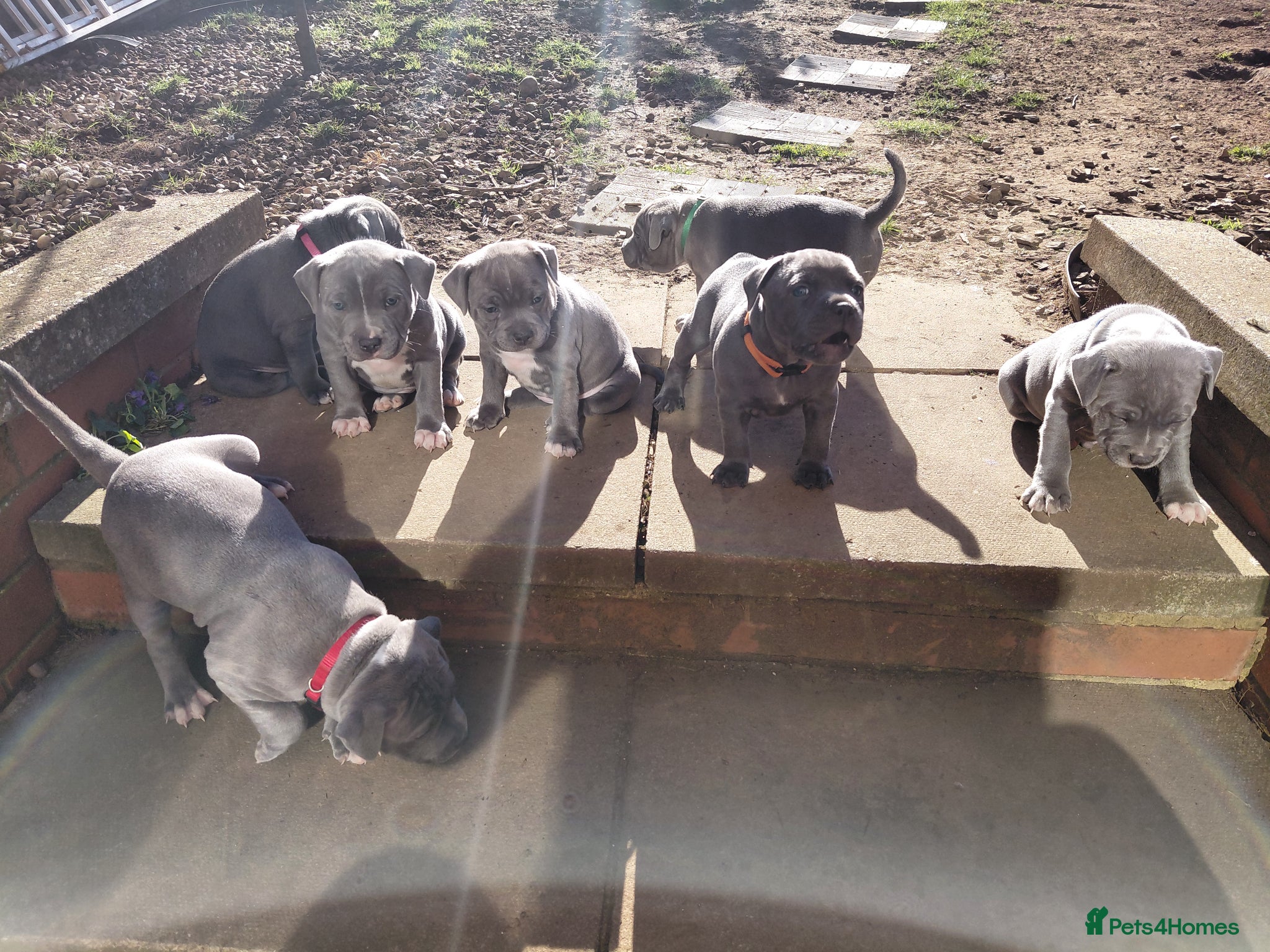 Staffordshire Bull Terrier dogs Pedigree Blue Staffordshire Bull Terrier Puppies  - Advert 6