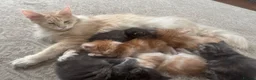 Maine Coon cats for sale: Active GCCF Female  - Advert 6