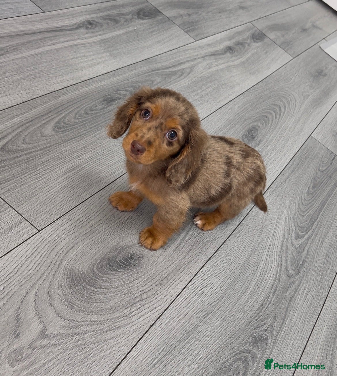 Miniature Dachshund dogs Longhaired miniature dachshunds💗🩵 - Advert 12