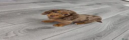 Miniature Dachshund dogs for sale: Longhaired miniature dachshunds💗🩵 - Advert 1