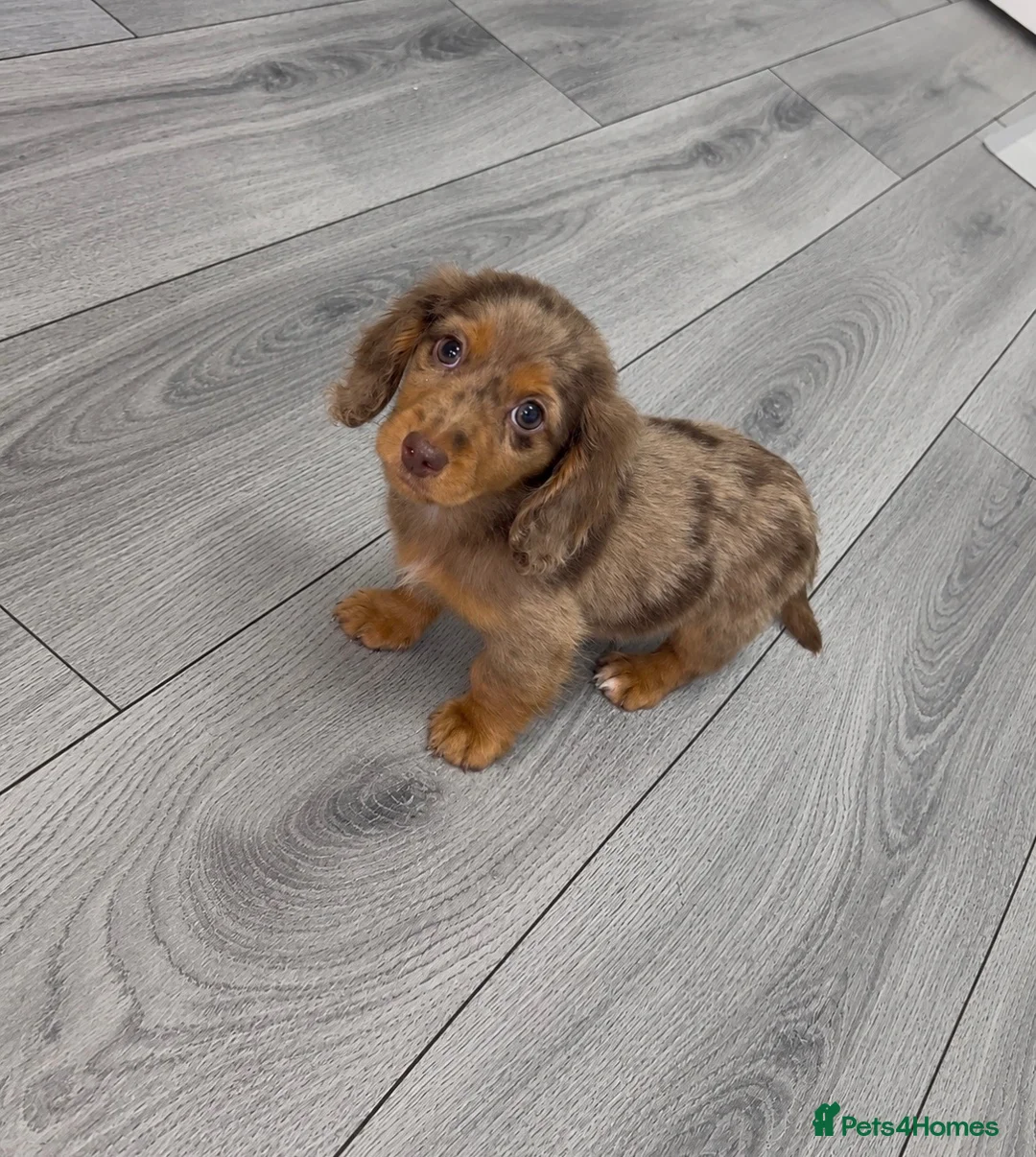 Miniature Dachshund dogs for sale: Longhaired miniature dachshunds💗🩵 - Advert 1
