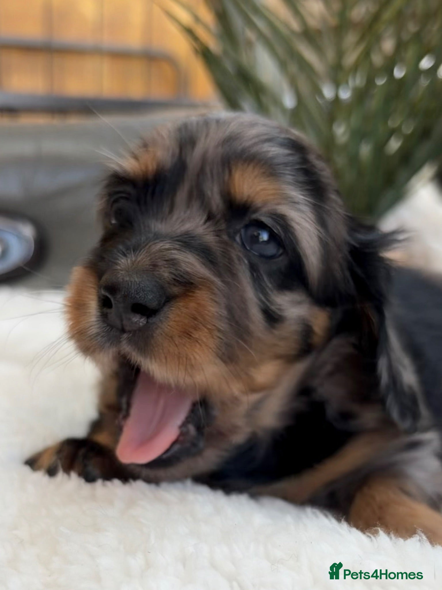 Miniature Dachshund dogs KC Reg, Health Tested Mini Longhaired Puppies  - Advert 1