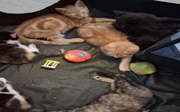 Mixed Breed cats for sale: CUTE KITTIES❤💕 - Image 8