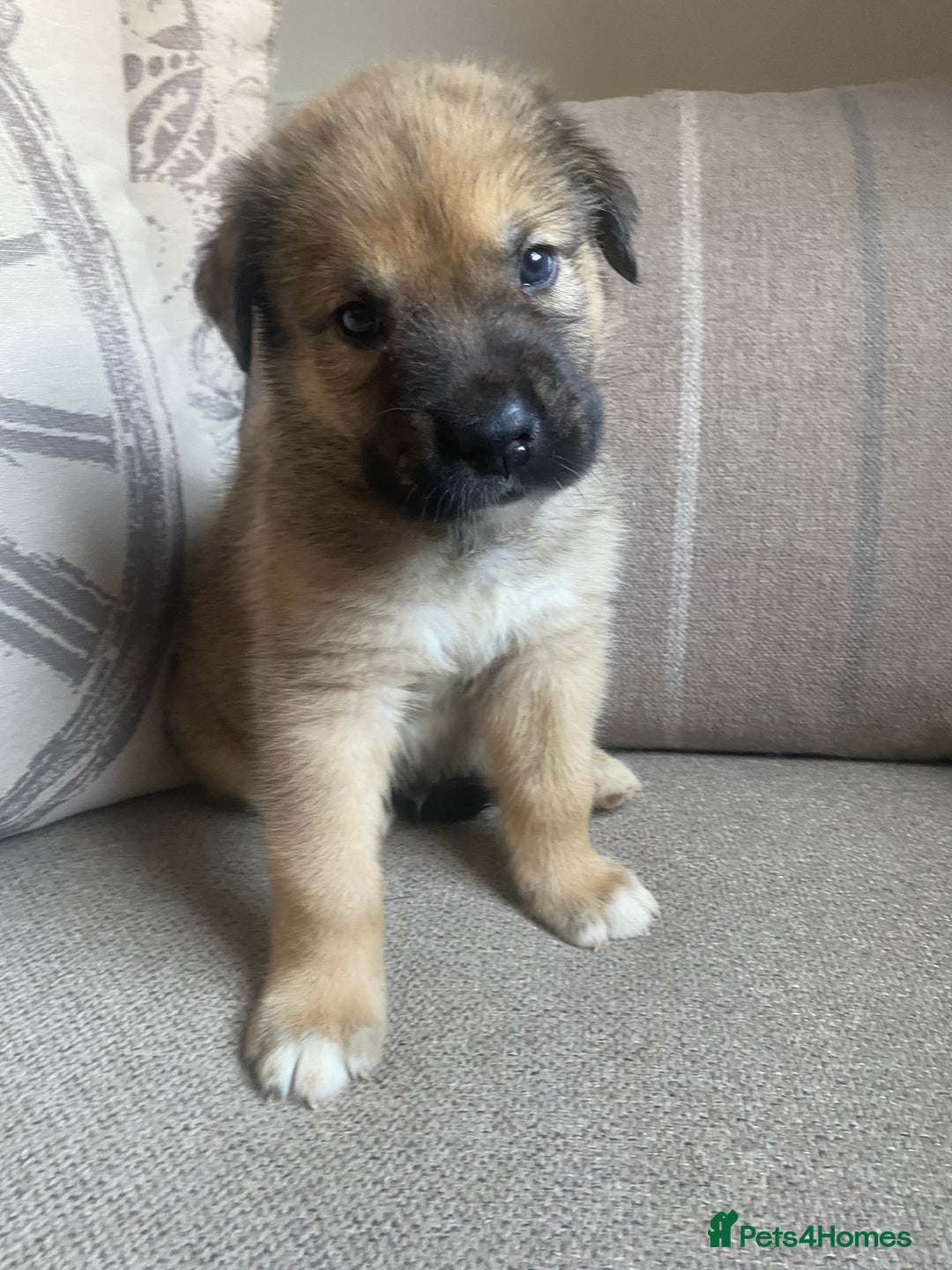 Mixed Breed dogs for sale: Cane corso X Alaskan malamute surprise litter  - Image 13