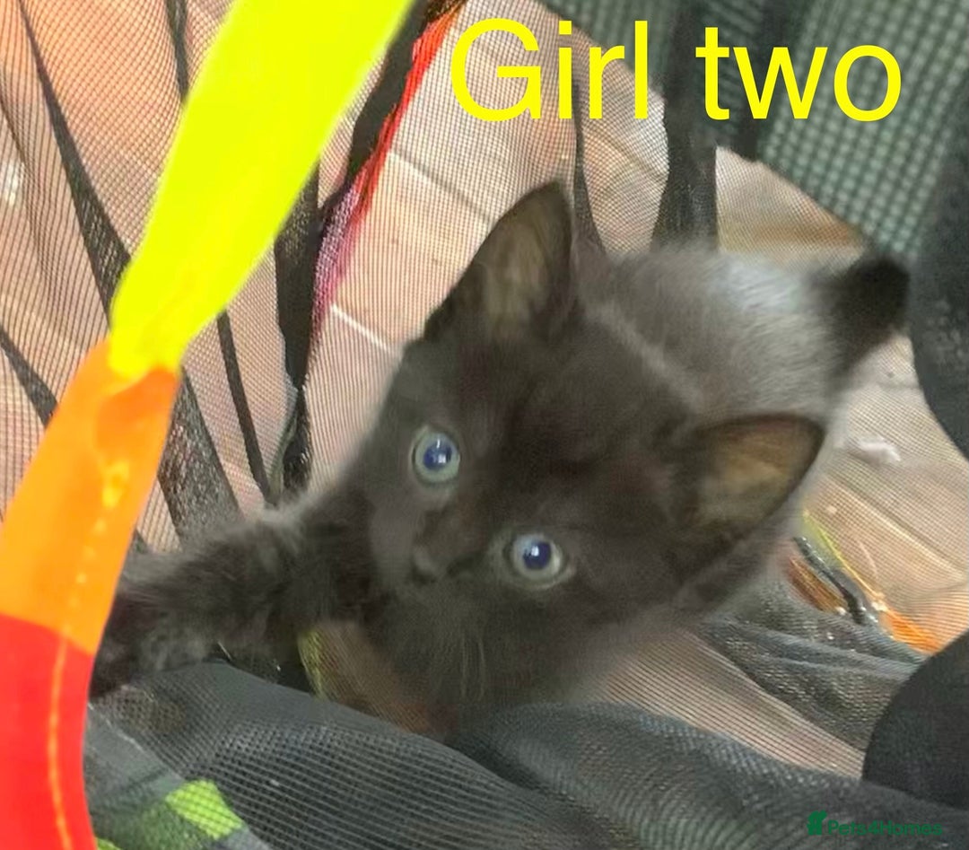 Mixed Breed cats for sale: 3 beautiful black kitten girls  - Image 7