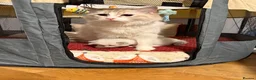 Ragdoll cats for sale: Beautiful Pure Ragdoll Kittens Ready Soon - Advert 3