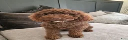 Miniature Poodle dogs for sale: Lovingly Raised Puppies , Miniature Poodles 🐩  - Advert 25