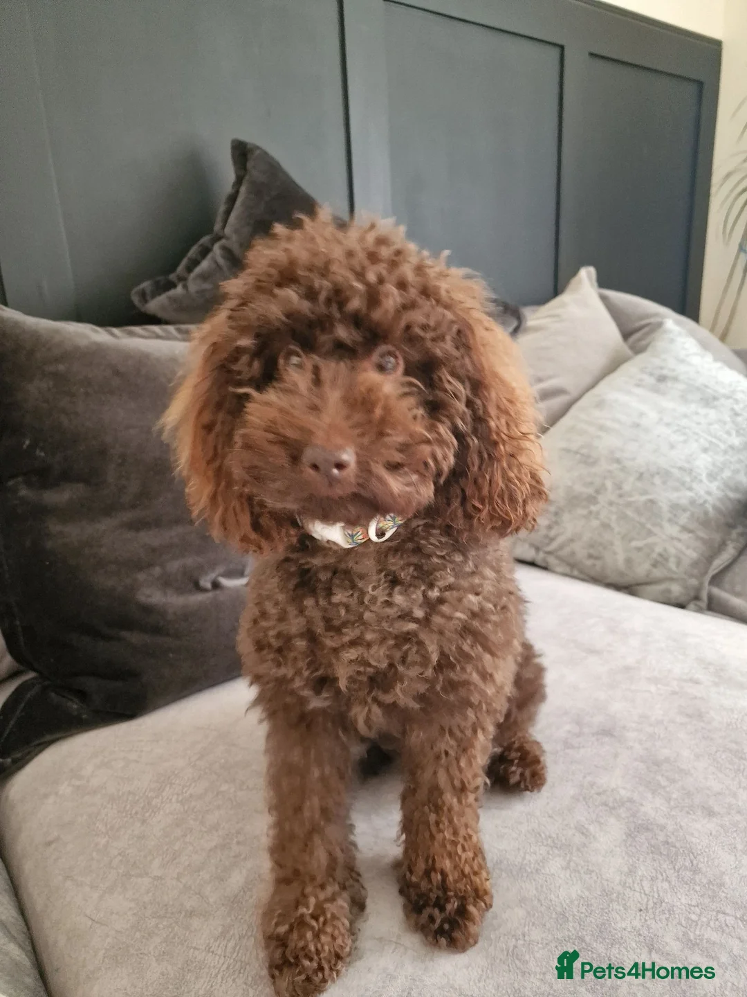 Miniature Poodle dogs for sale: Lovingly Raised Puppies , Miniature Poodles 🐩  - Advert 25