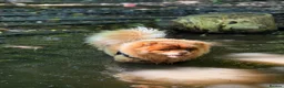 Chow Chow dogs for sale: Chocolate sable female  - Advert 3