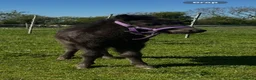 Miniature horses for sale: Falabella blend colt - Advert 19