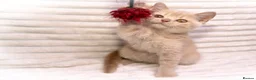 British Shorthair cats for sale: Cream British Shorthair Boy 🧸 - Advert 10