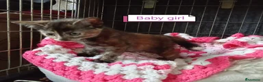 Mixed Breed Kitten 2