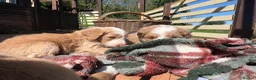 Bordoodle dogs for sale: Amazing collie-poos - Advert 2