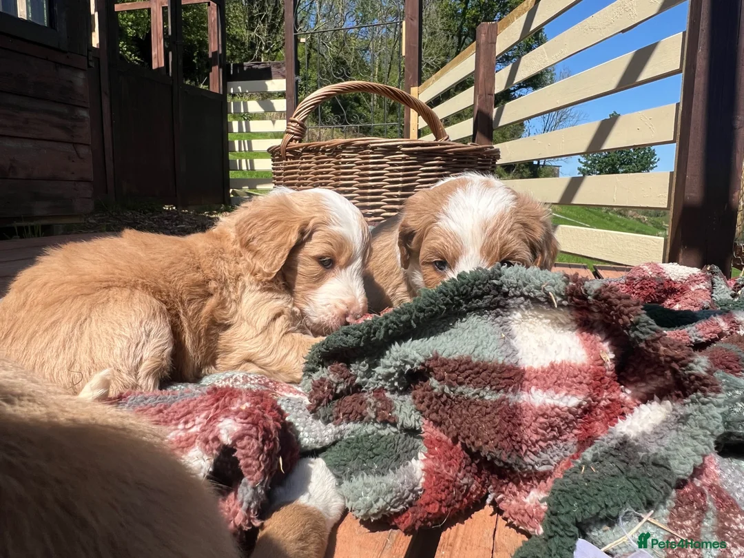 Bordoodle dogs for sale: Amazing collie-poos - Advert 2