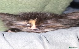 Maine Coon cats for sale: Amazing Mainecoon - Advert 5