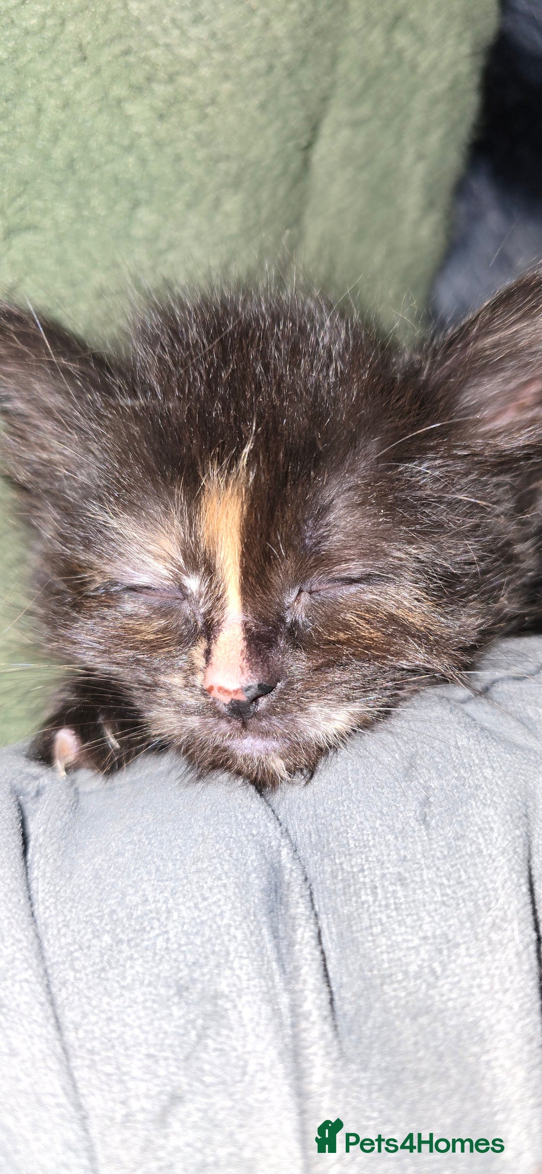 Maine Coon cats for sale: Amazing Mainecoon - Advert 5