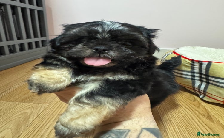 Shih Tzu dogs - Advert 3