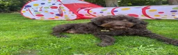 Double Doodle dogs for sale: Rare Australian Double Doodles in Brough - Advert 2