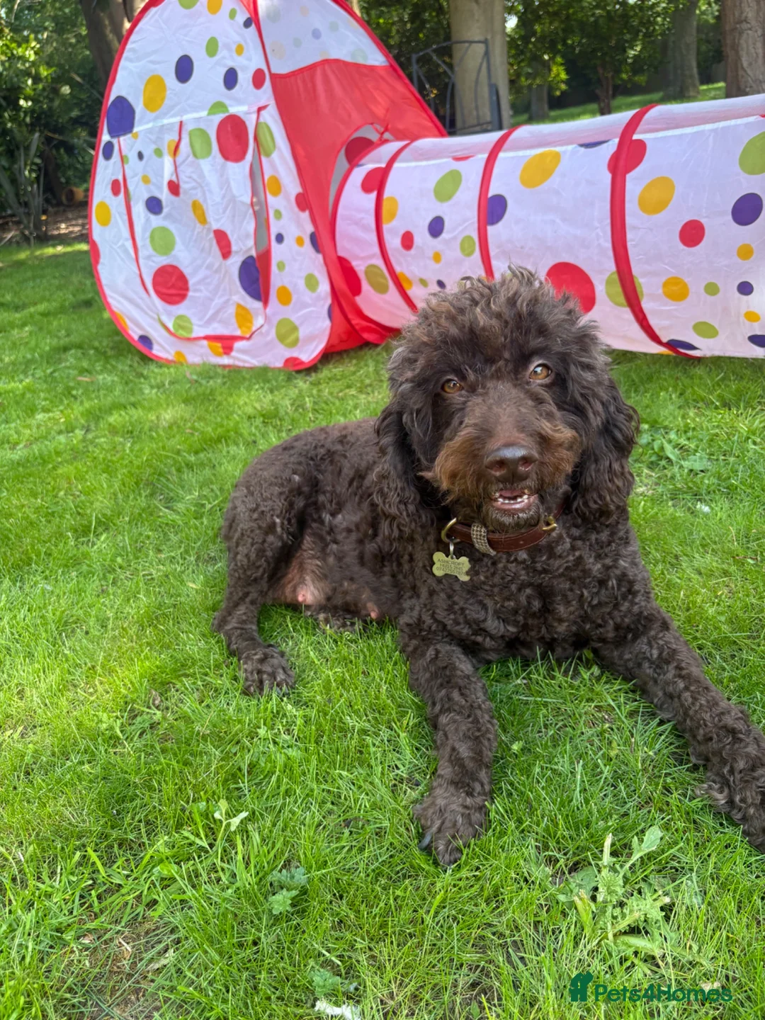 Double Doodle dogs for sale: Rare Australian Double Doodles in Brough - Advert 2