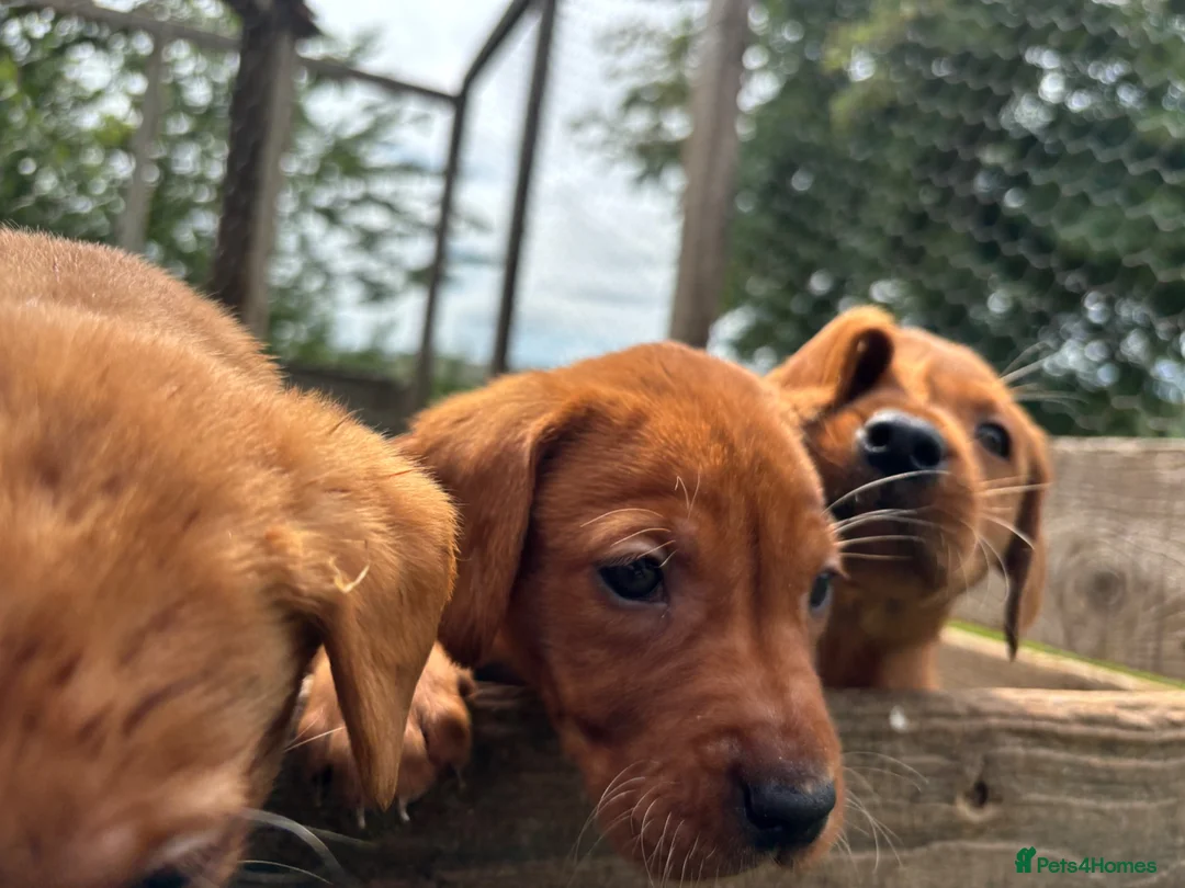 Labrador Retriever dogs for sale: Fox red Labrador  in Galashiels - Advert 11