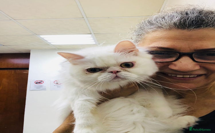 Persian cats - Advert 1