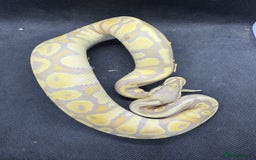 Python Snake reptiles for sale: Royal pythons from £30  - Image 1