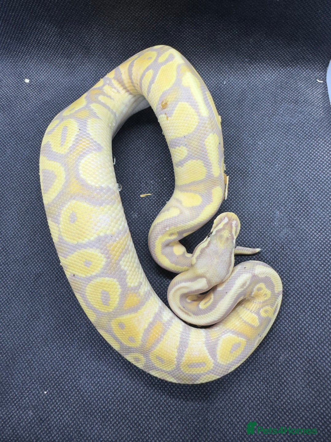 Python Snake reptiles for sale: Royal pythons from £30  - Image 1