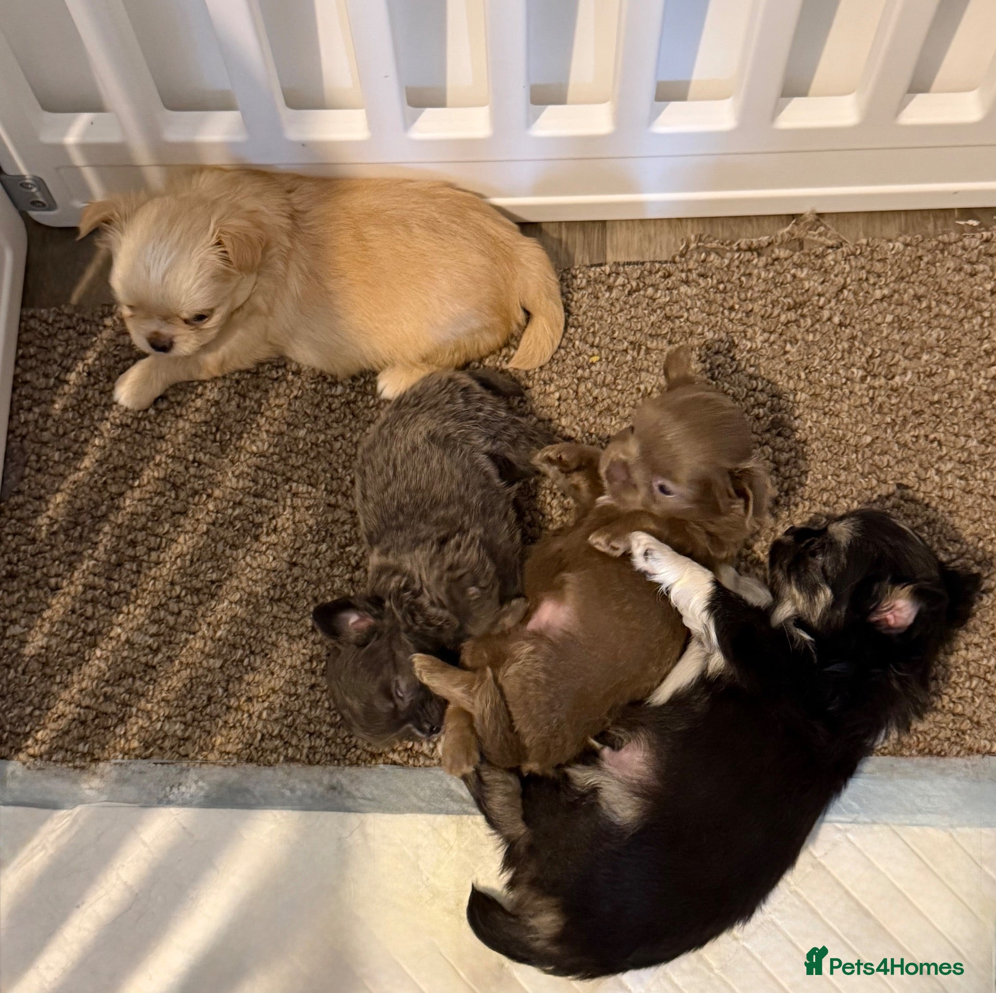 Chihuahua dogs Beautiful long coat chihuahua pups  - Advert 1