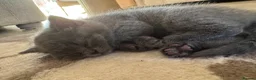 British Shorthair cats for sale: Blue British Shorthair Kittens  3 boys 1 girl - Advert 16