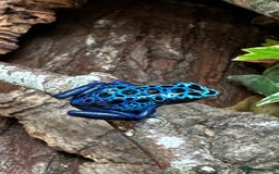 Frog reptiles for sale: 🩵🩵BLUE FROGS FOR SALE 🩵🩵 - Image 6