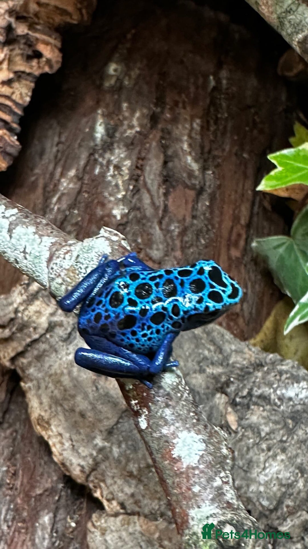 Frog reptiles for sale: 🩵🩵BLUE FROGS FOR SALE 🩵🩵 - Image 6