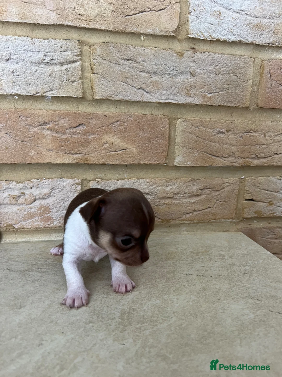 Chihuahua dogs for sale: Gorgeous tiny chihuahua puppies ready to reserve💜 - Advert 6