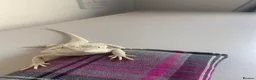 Bearded Dragon reptiles for sale: Gorgeous bearded dragon.  - Advert 16