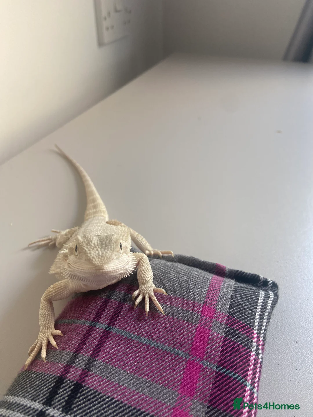 Bearded Dragon reptiles for sale: Gorgeous bearded dragon.  - Advert 16