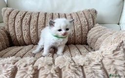 Ragdoll cats for sale: Ragdoll kittens - Image 8