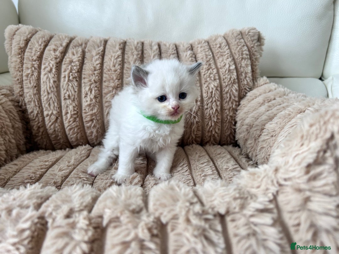 Ragdoll cats for sale: Ragdoll kittens - Image 8