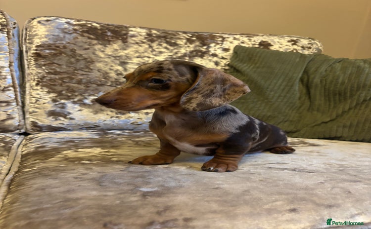 Miniature Dachshund dogs - Advert 3