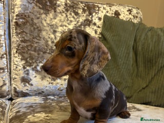Miniature Dachshund dogs - Advert 3