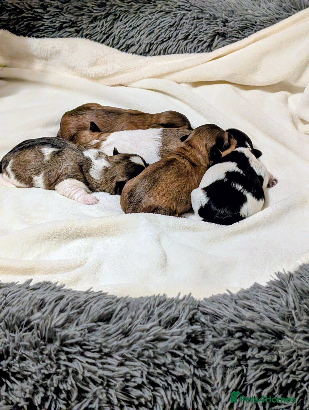 Havanese dogs for sale: Stunning House reared pure bred Havanese Babies  - Advert 11