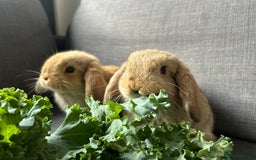 Mini Lop rabbits for sale: Beautiful baby  mini lops bunny’s  in Taunton - Image 2