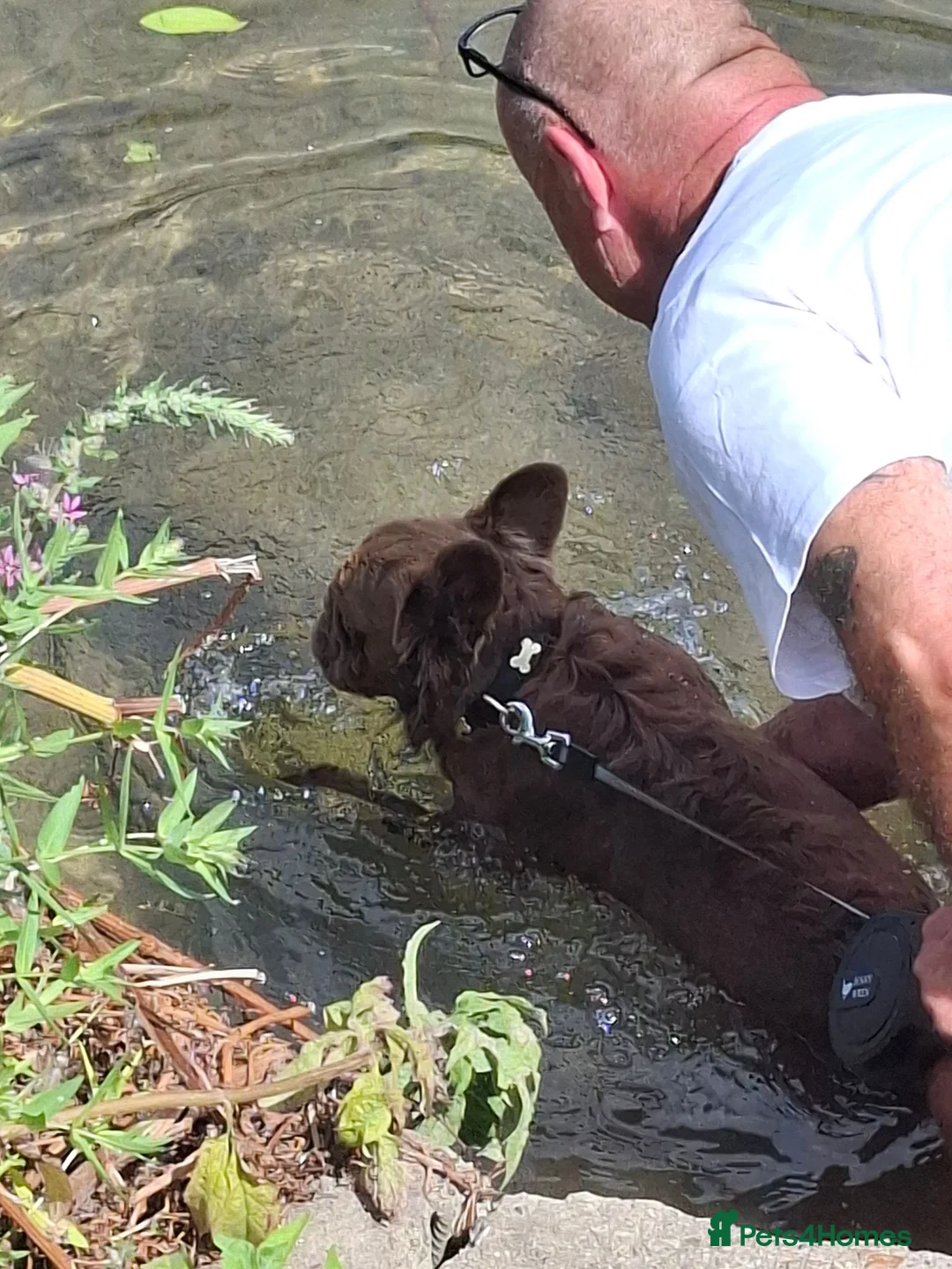 French Bulldog dogs for sale: Chewbacca - Advert 2