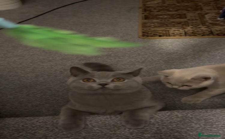 British Shorthair cats - Advert 2